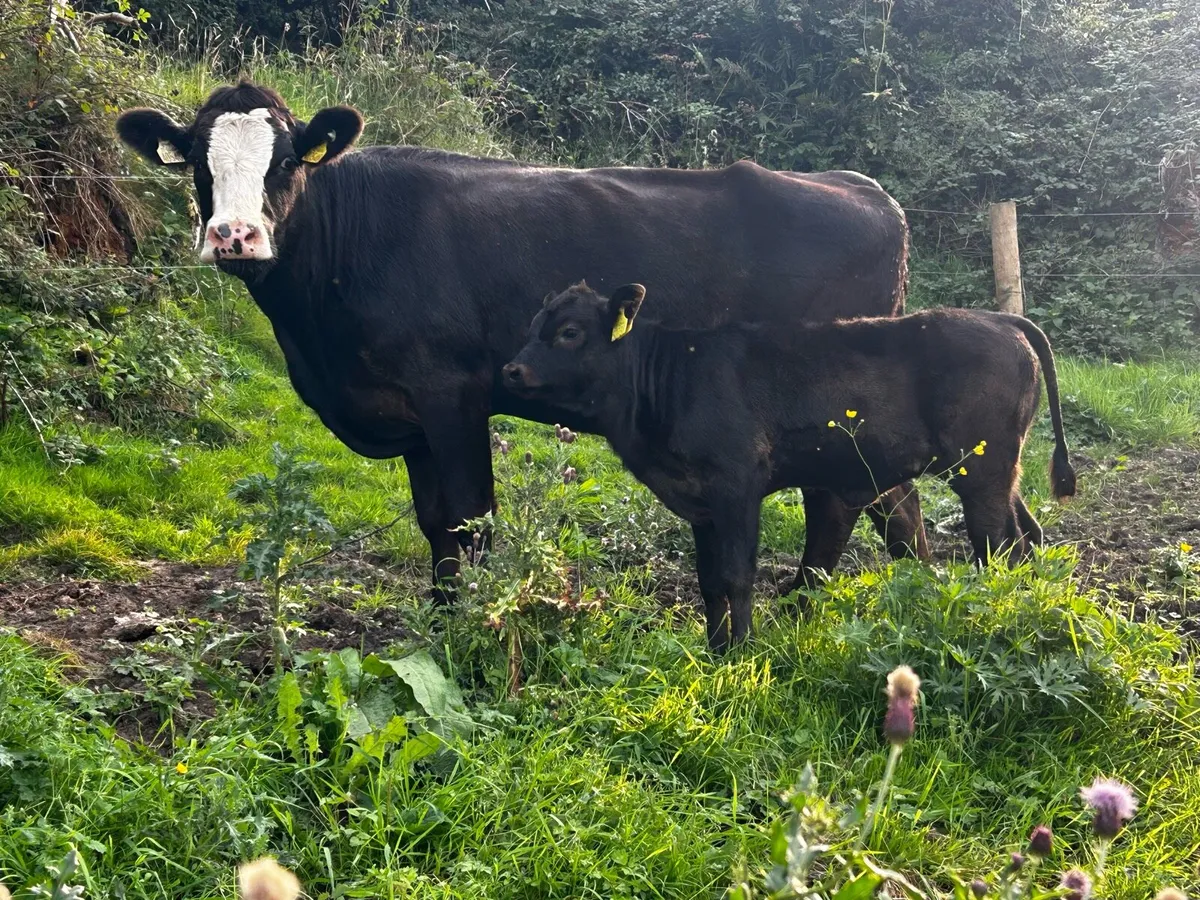 Angus Heifer & Heifer Calf At Foot - Image 1