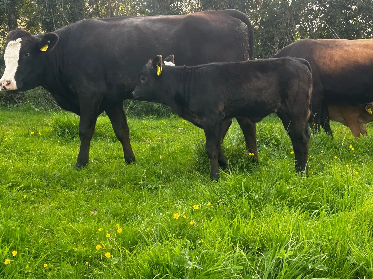 Angus Heifer & Heifer Calf At Foot - Image 4