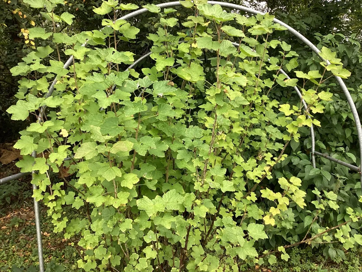 Polytunnel frame 3 metres by 2 metres - Image 2