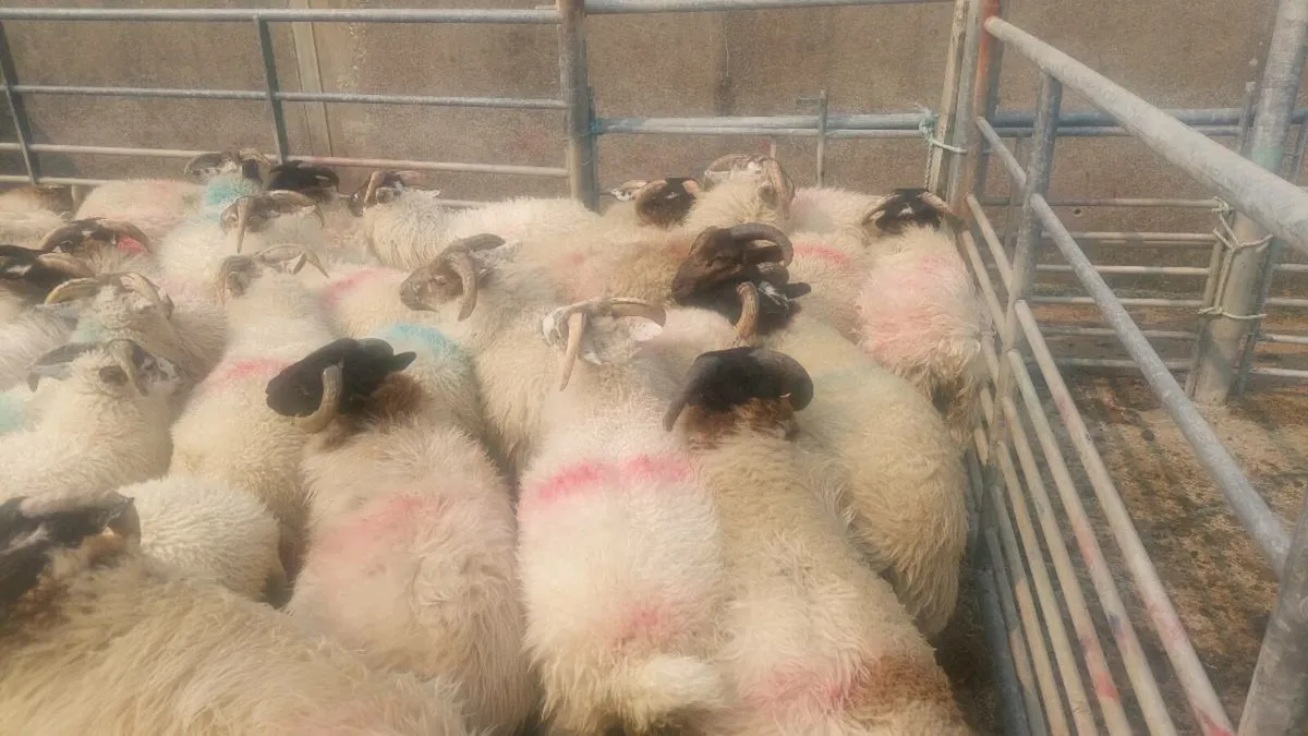 Ram lambs for sale - Image 1