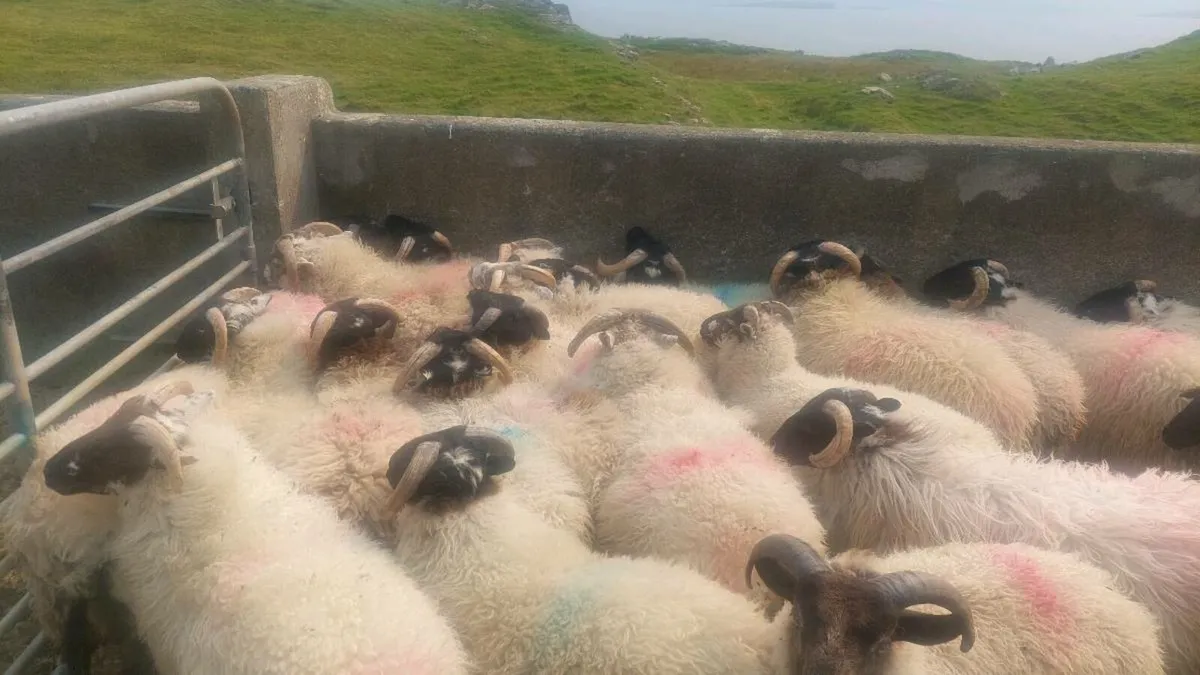Ram lambs for sale - Image 2