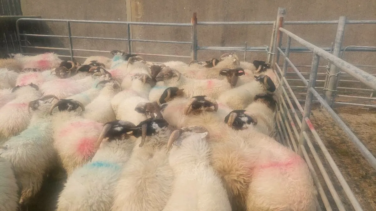 Ram lambs for sale - Image 3