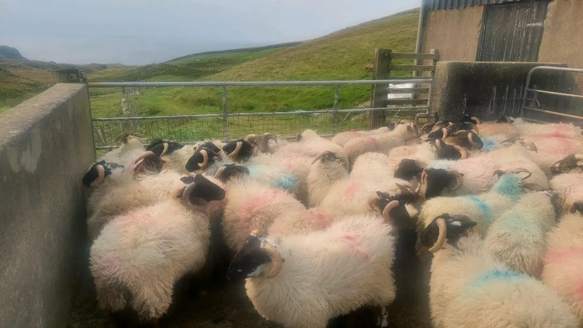 Ram lambs for sale - Image 4