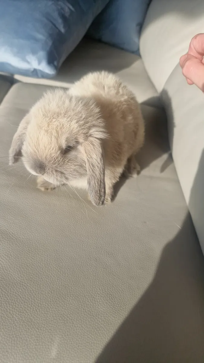 Pure bred mini lop rabbits - Image 3