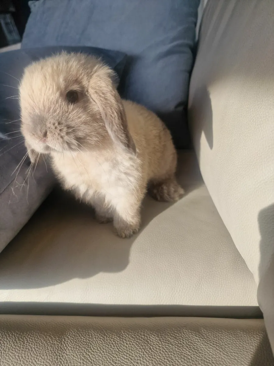 Pure bred mini lop rabbits - Image 4