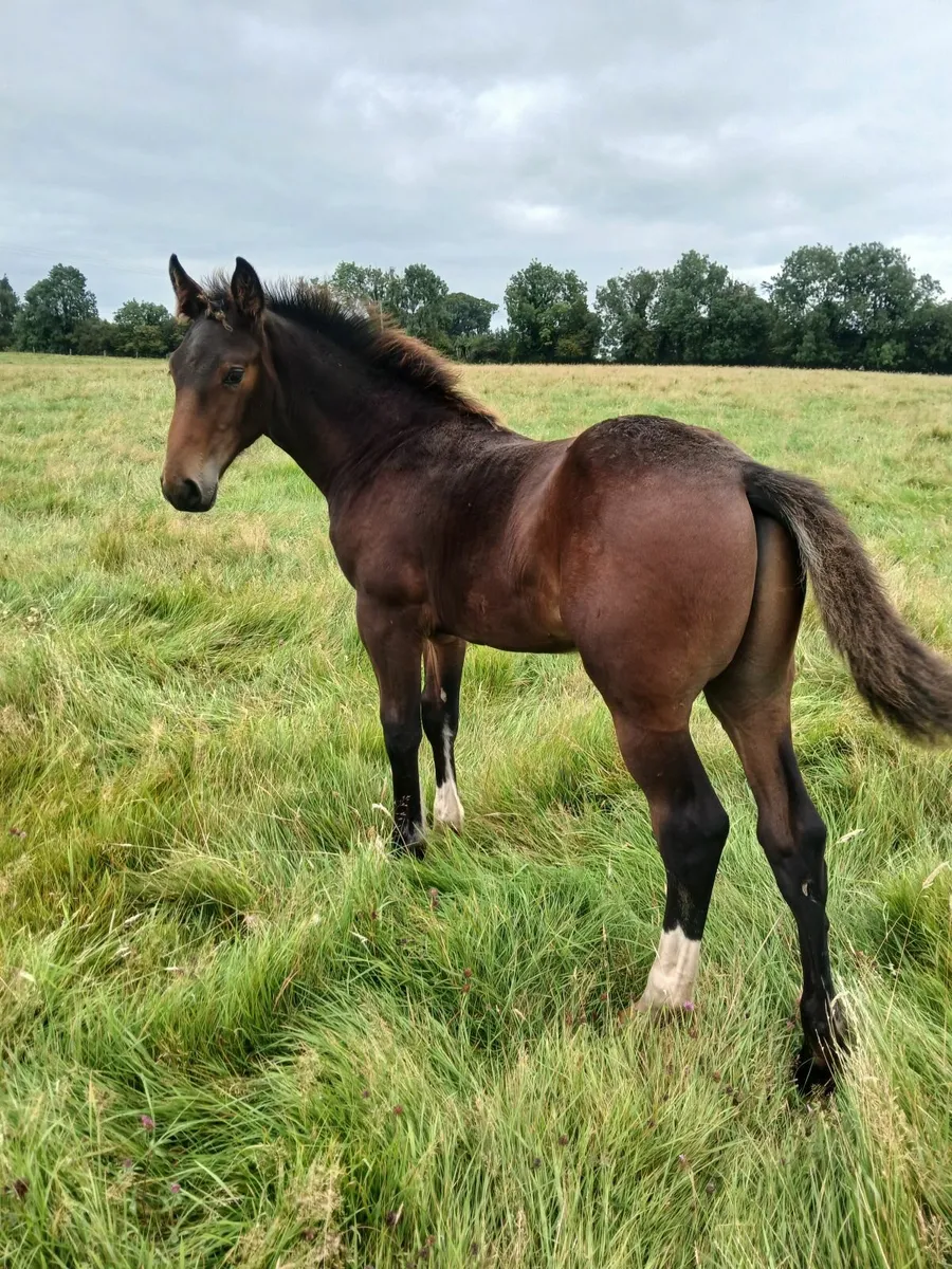 Colt Foal - Image 1