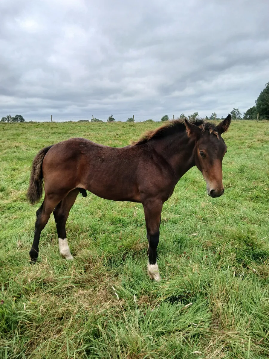 Colt Foal - Image 2