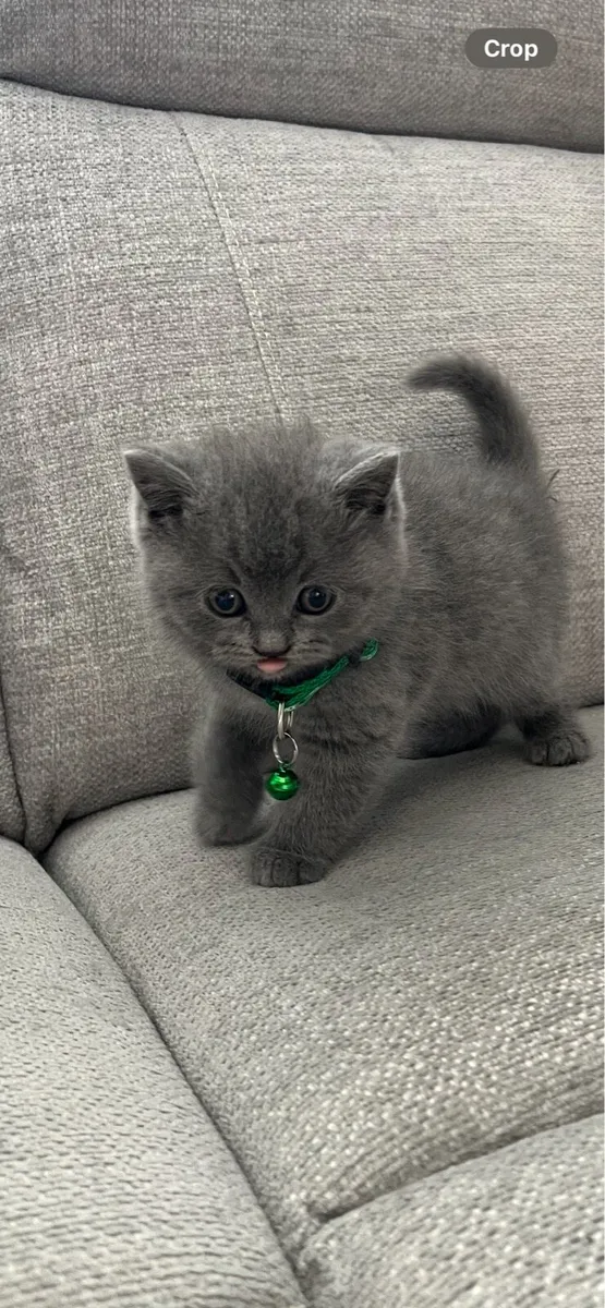 British and Scottish fold and straight ears 🥰🐈‍⬛ - Image 1