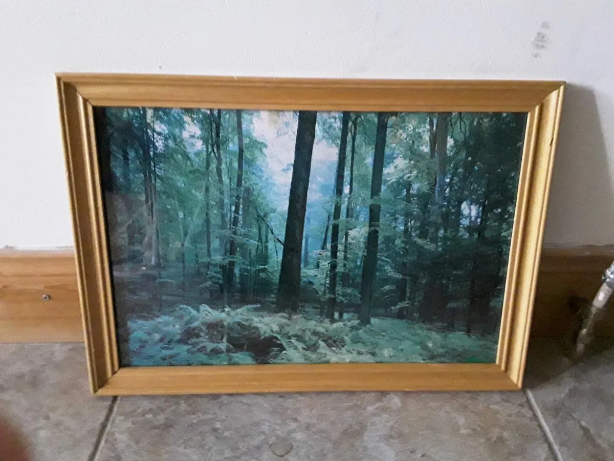 Lovely picture of a forest