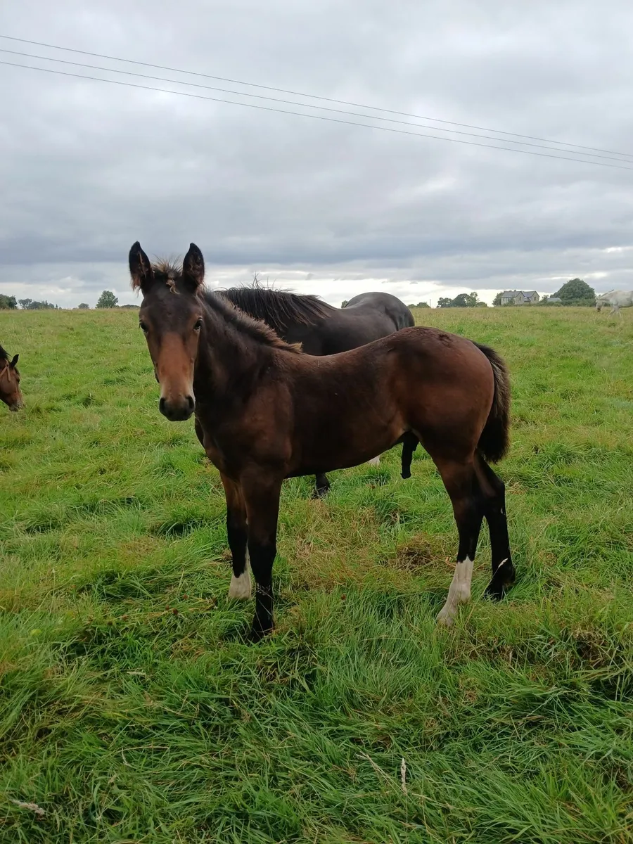 Colt Foal - Image 3