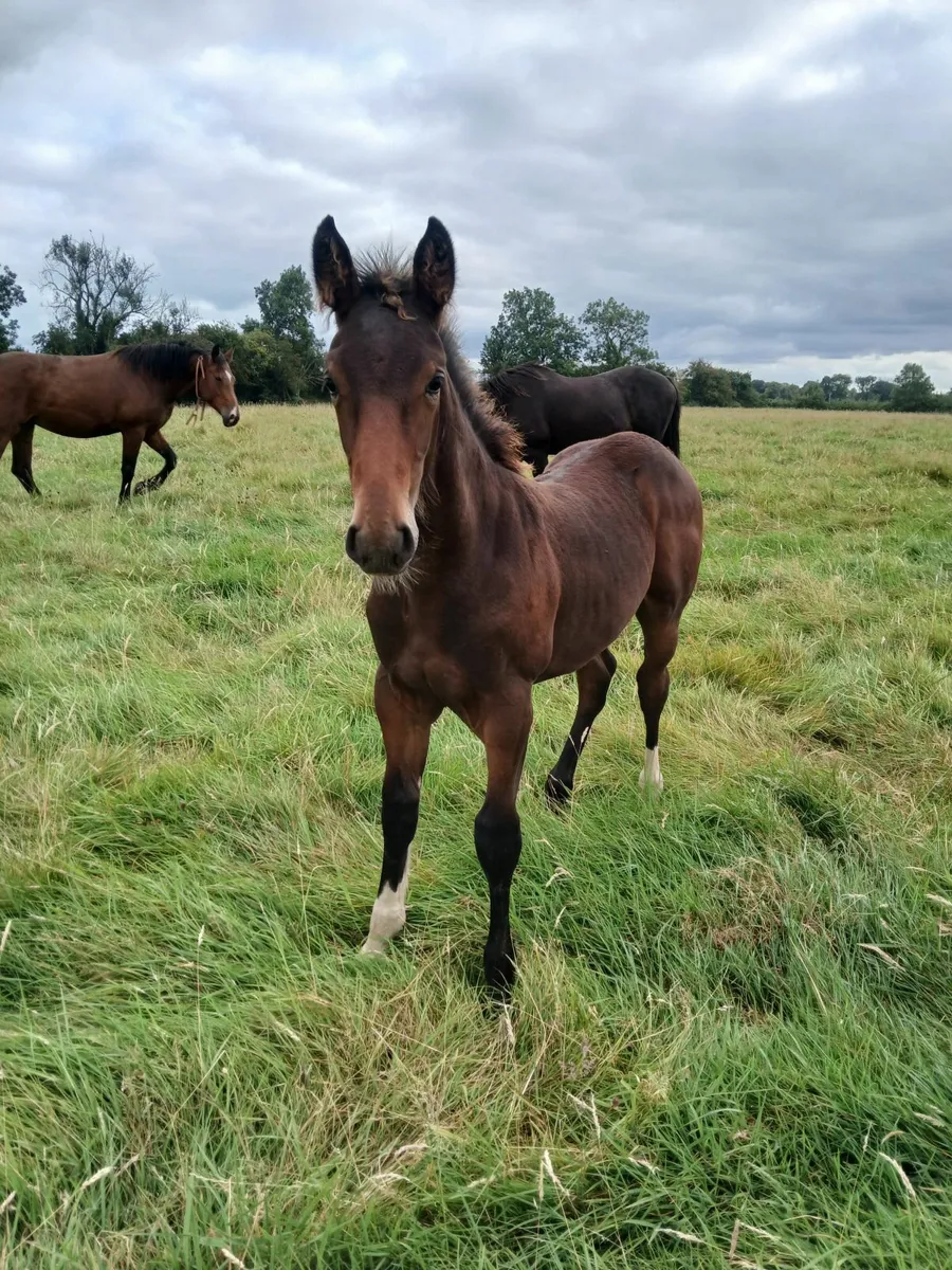 Colt Foal - Image 4