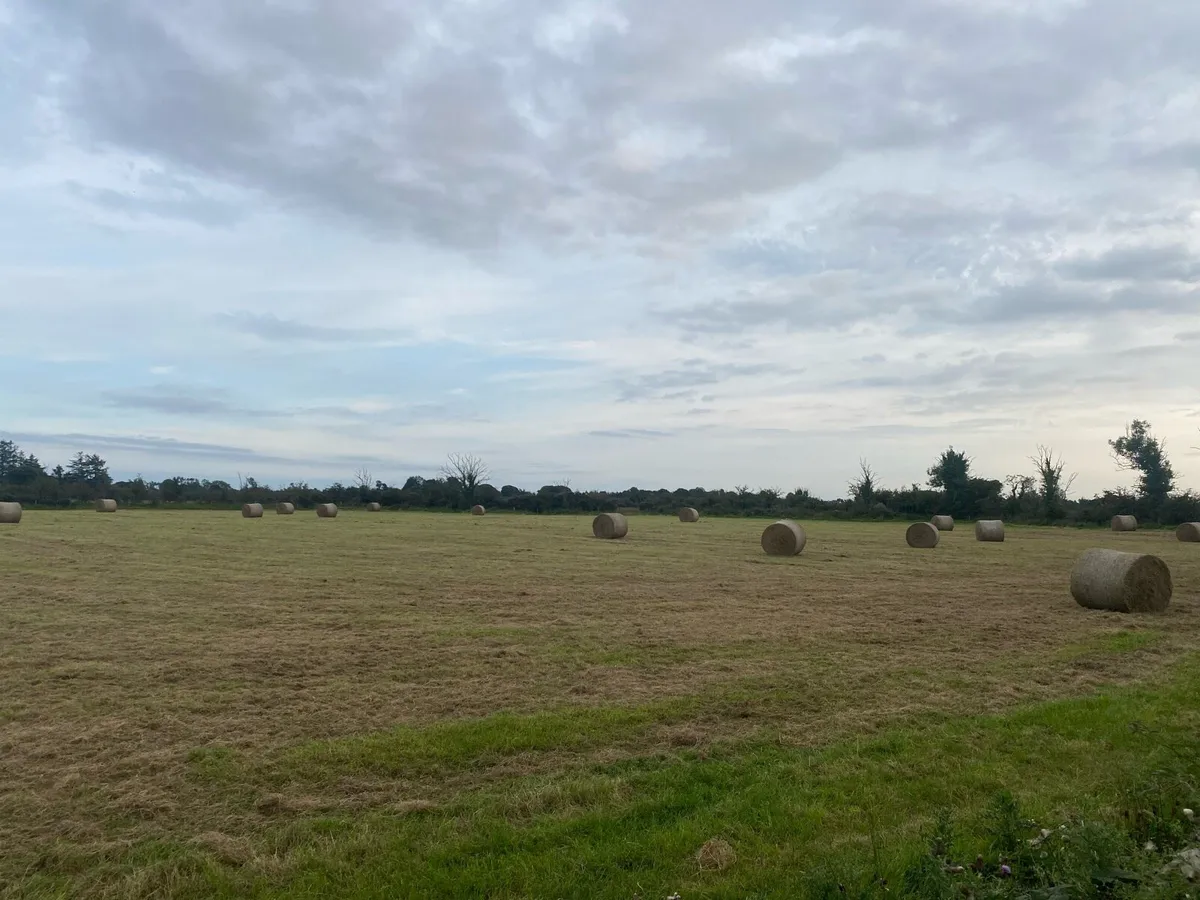 Hay