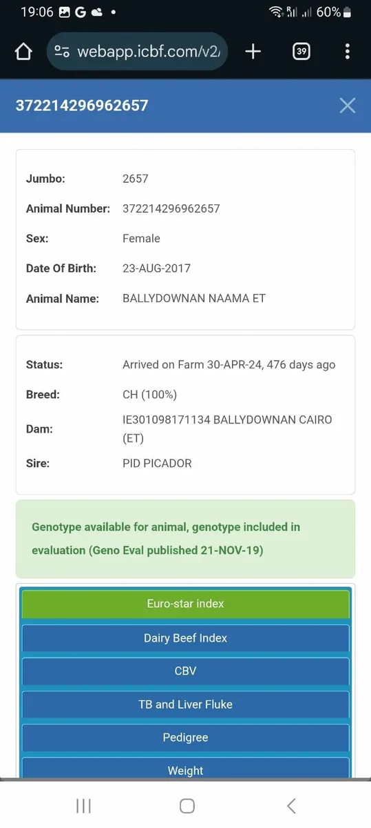 Pedigree Charolais cow - Image 2