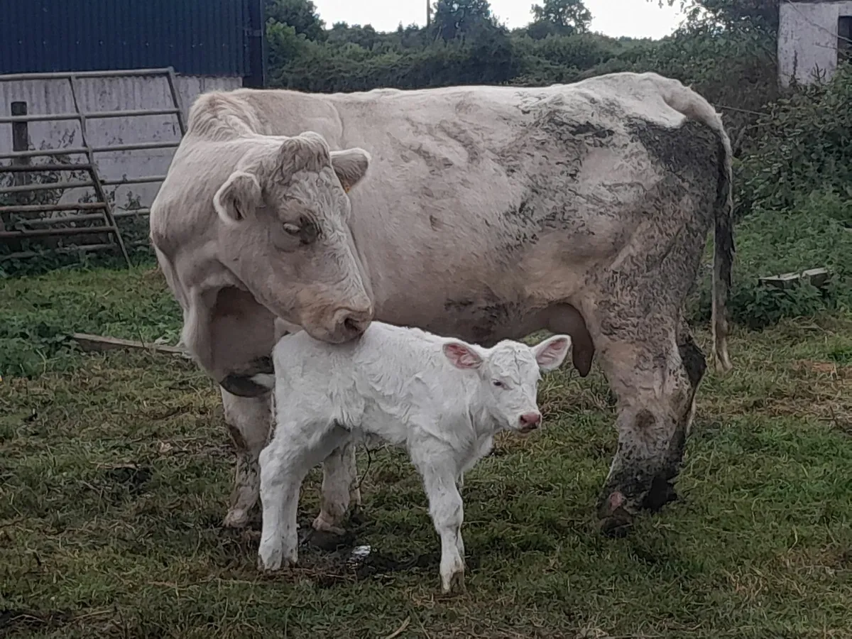 Pedigree Charolais cow - Image 3