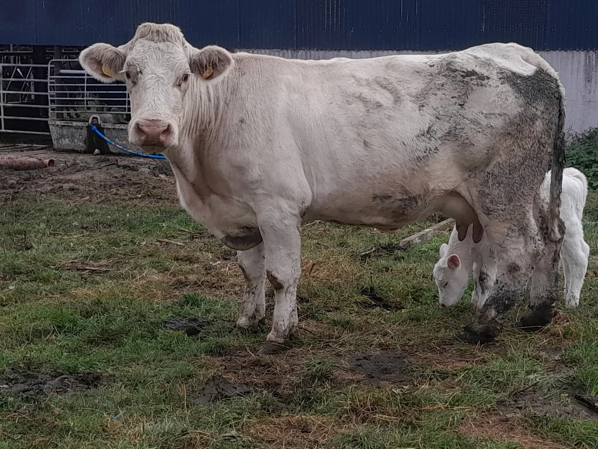 Pedigree Charolais cow - Image 4