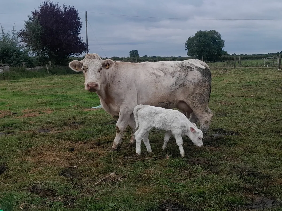 Pedigree Charolais cow - Image 1