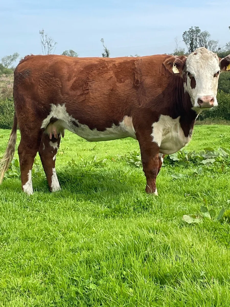 Super herford 5⭐️⭐️Incalf cow for sale - Image 2