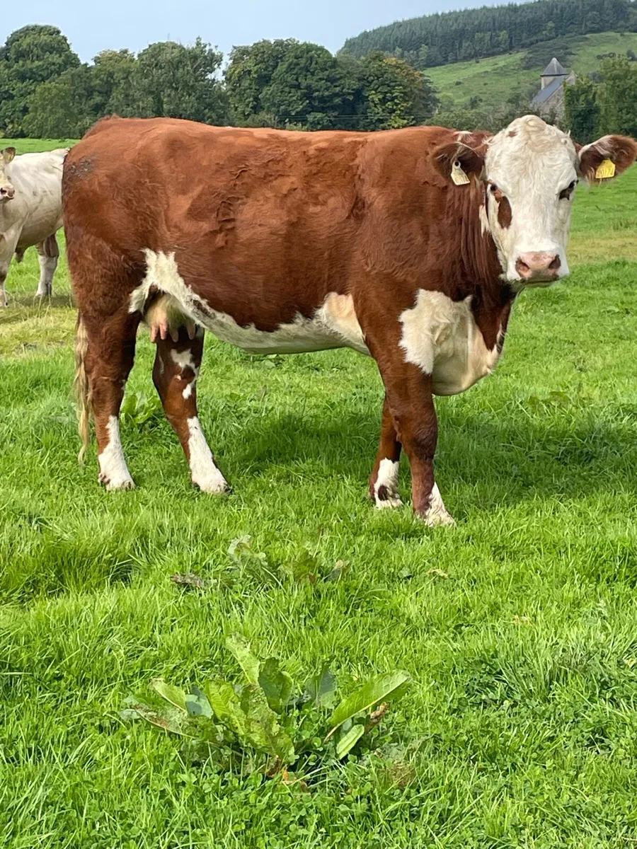 Super herford 5⭐️⭐️Incalf cow for sale - Image 3