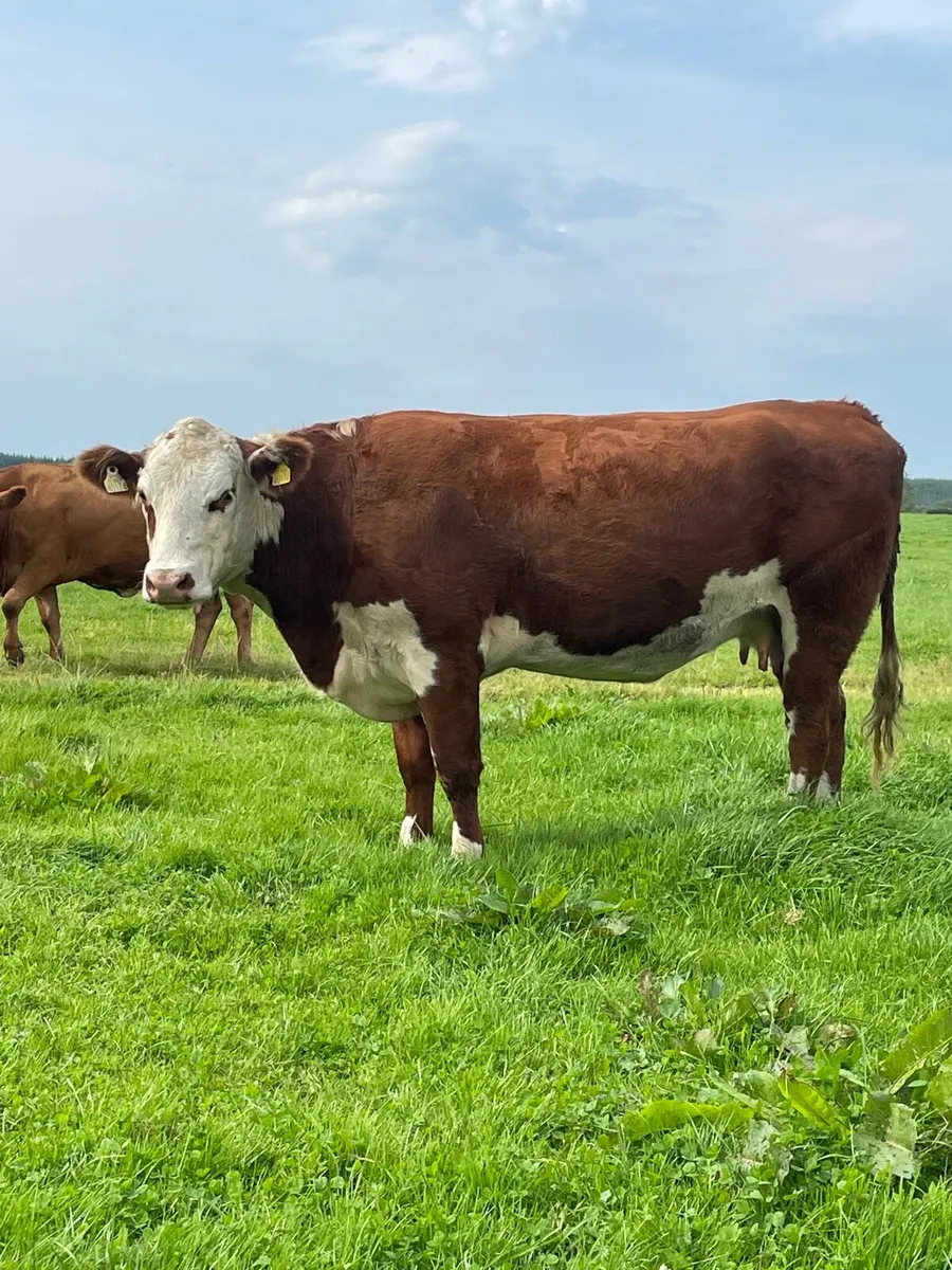 Super herford 5⭐️⭐️Incalf cow for sale - Image 1