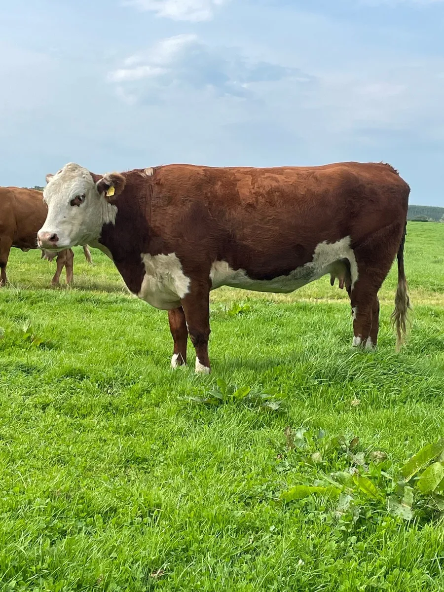 Super herford 5⭐️⭐️Incalf cow for sale - Image 4
