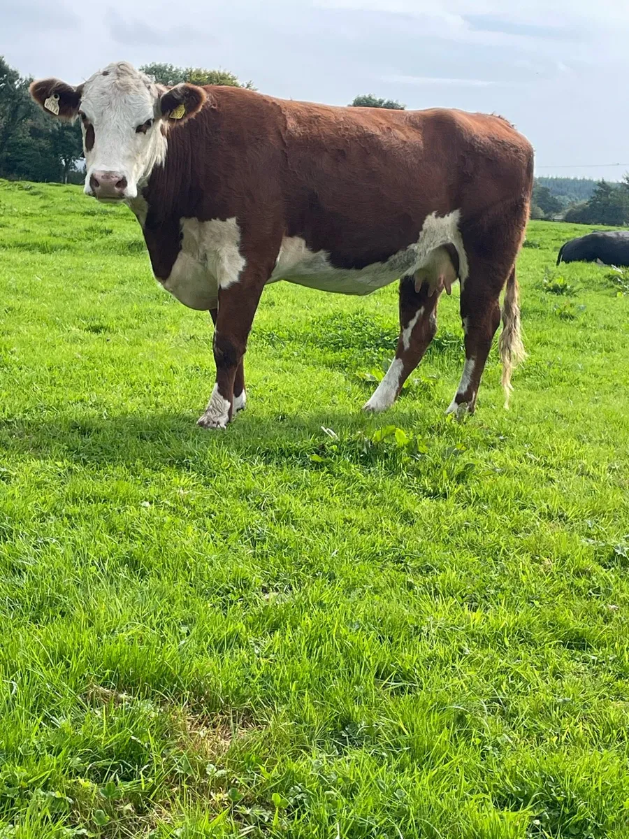 Super herford 5⭐️⭐️Incalf cow for sale - Image 4
