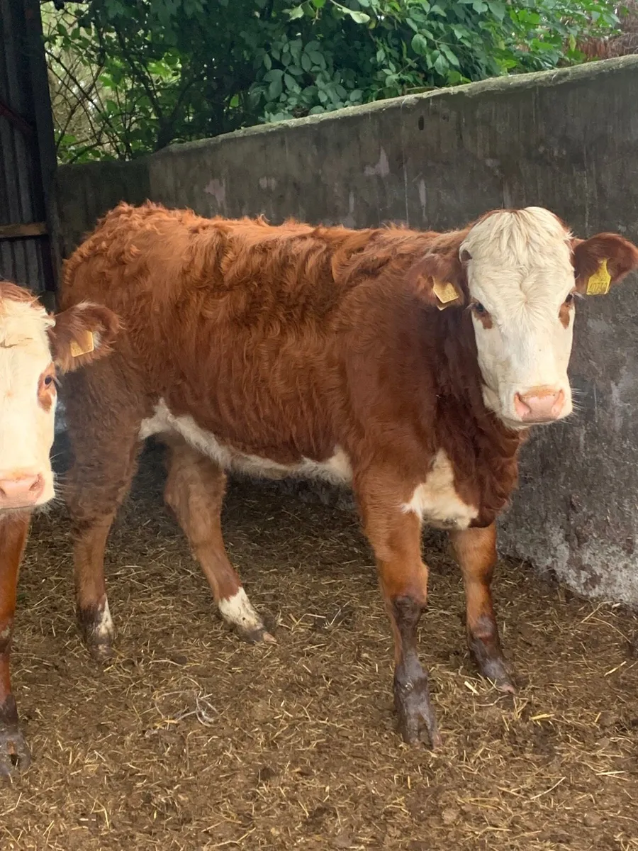 2 super 4⭐️  Genotyped LMX Breeding heifers - Image 3