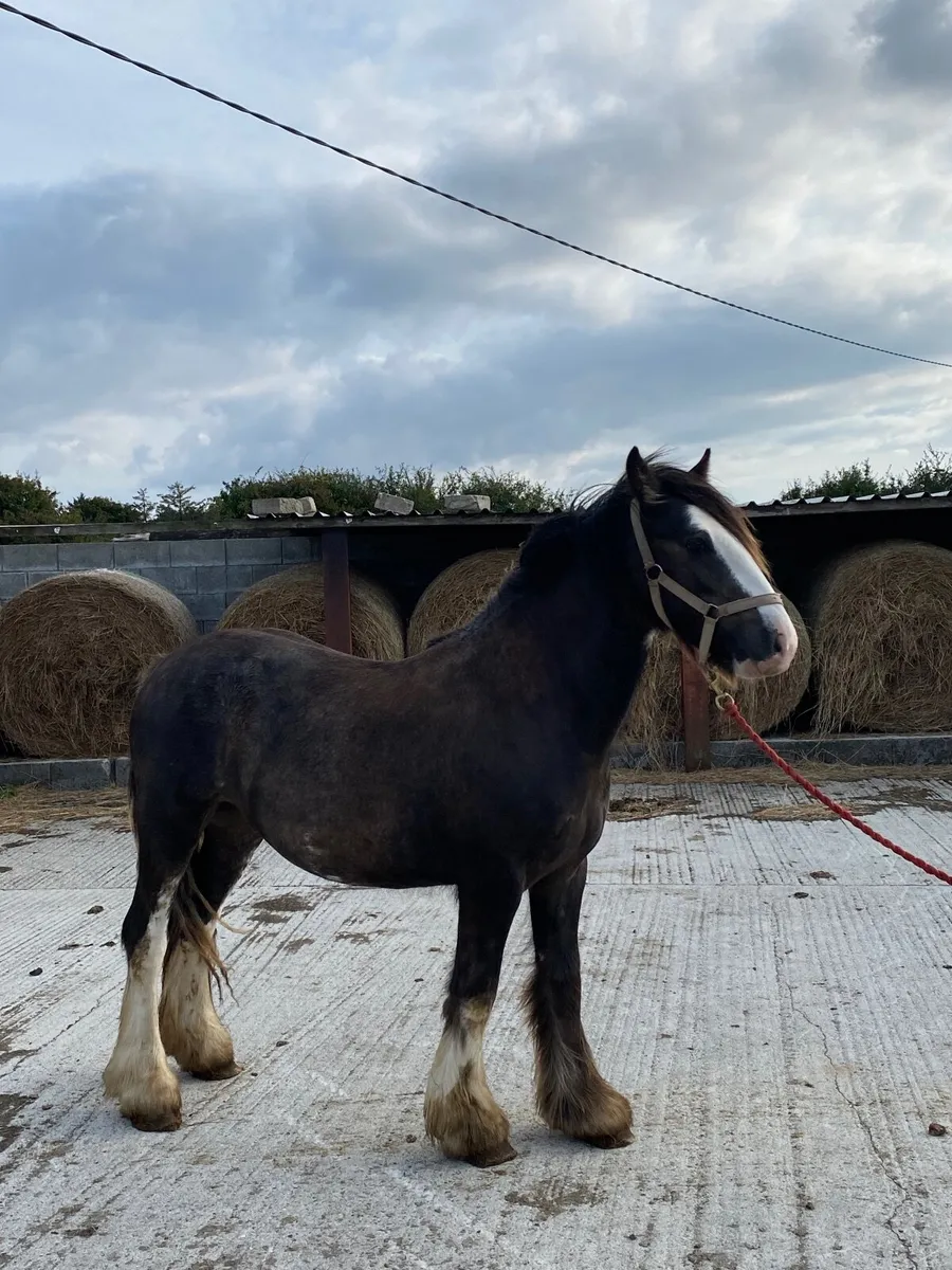 Horse - Image 1