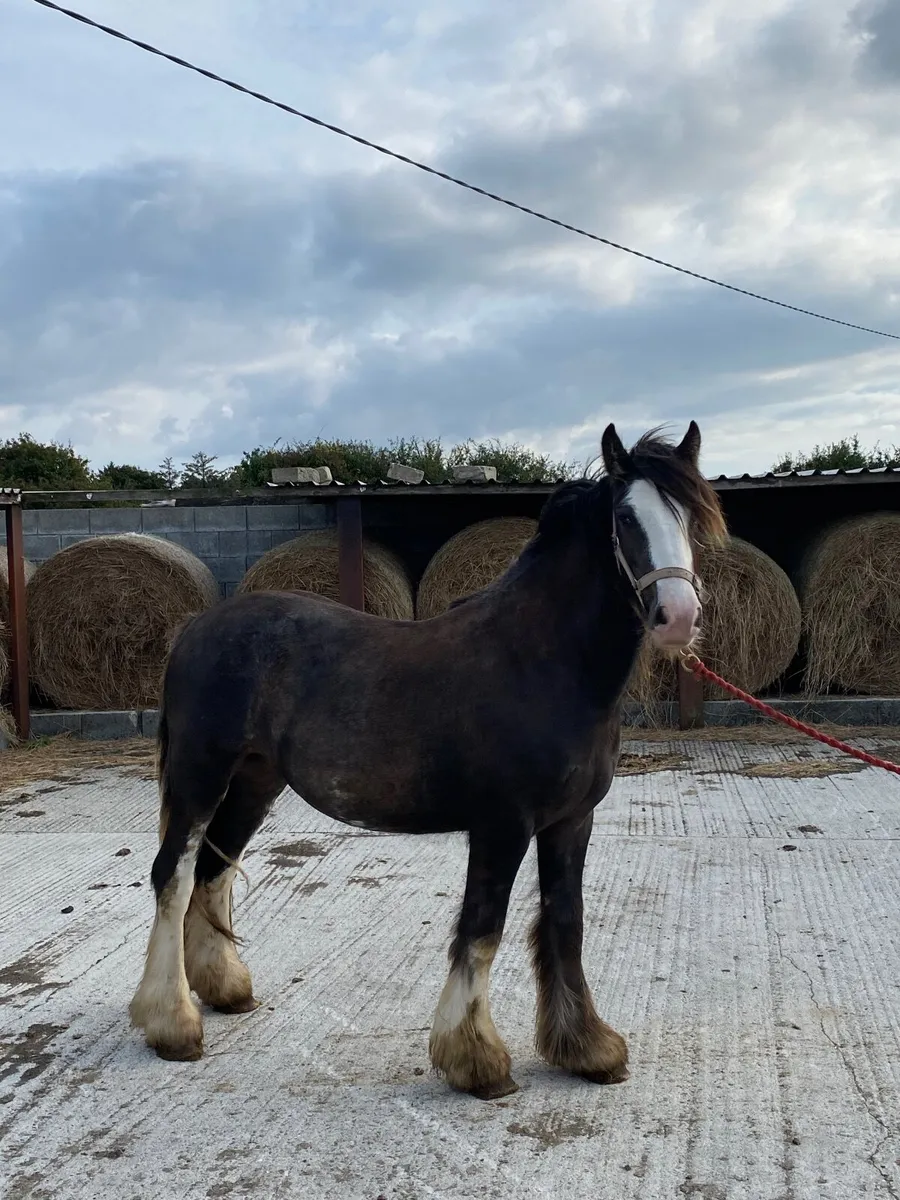 Horse - Image 2