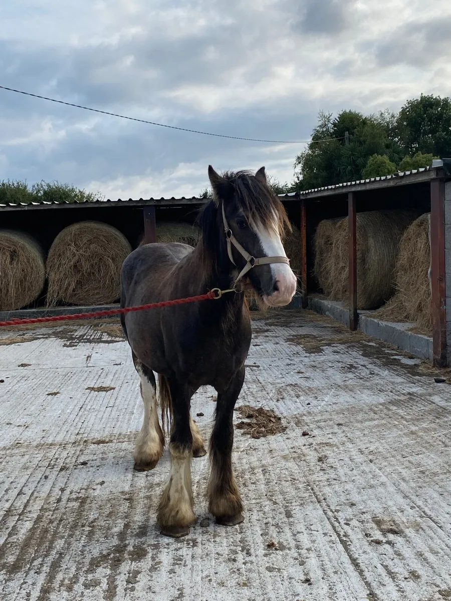 Horse - Image 3
