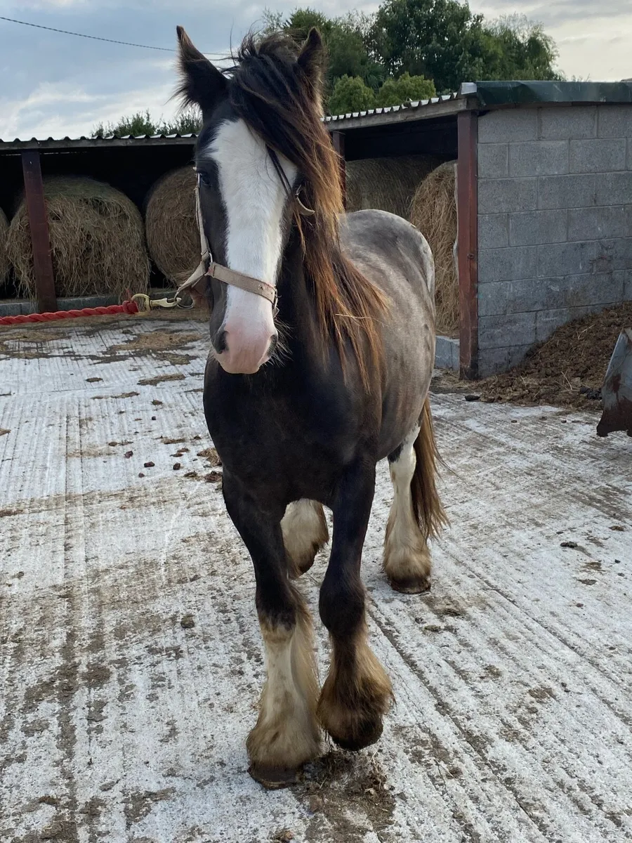 Horse - Image 4