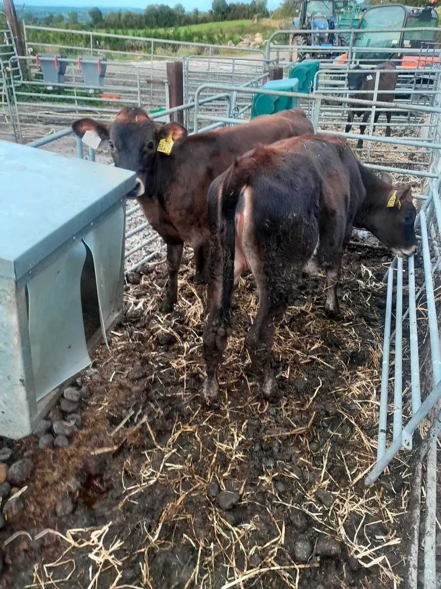Heifer calves - Image 1