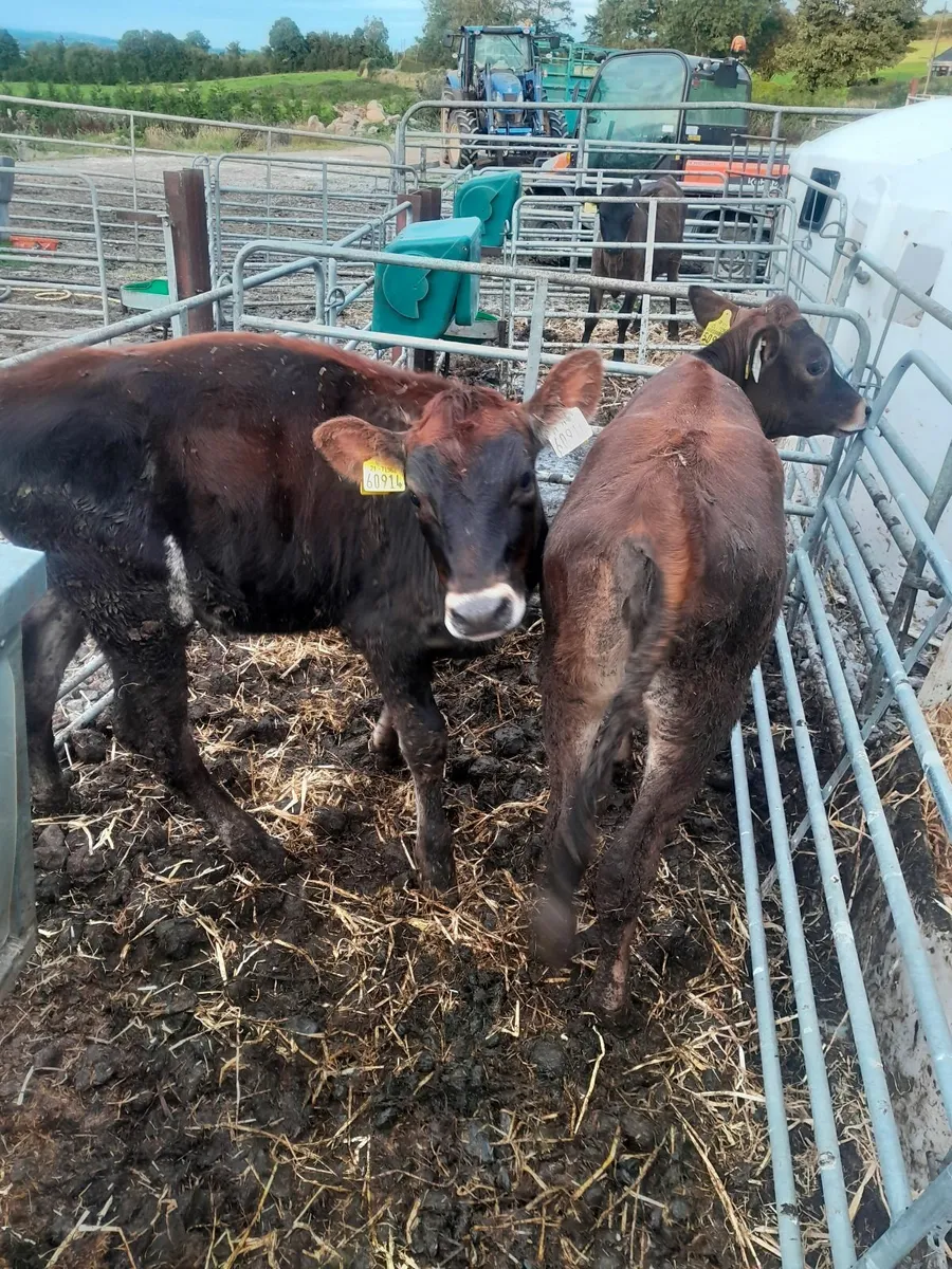 Heifer calves - Image 2