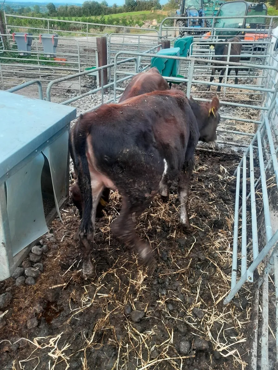 Heifer calves - Image 3