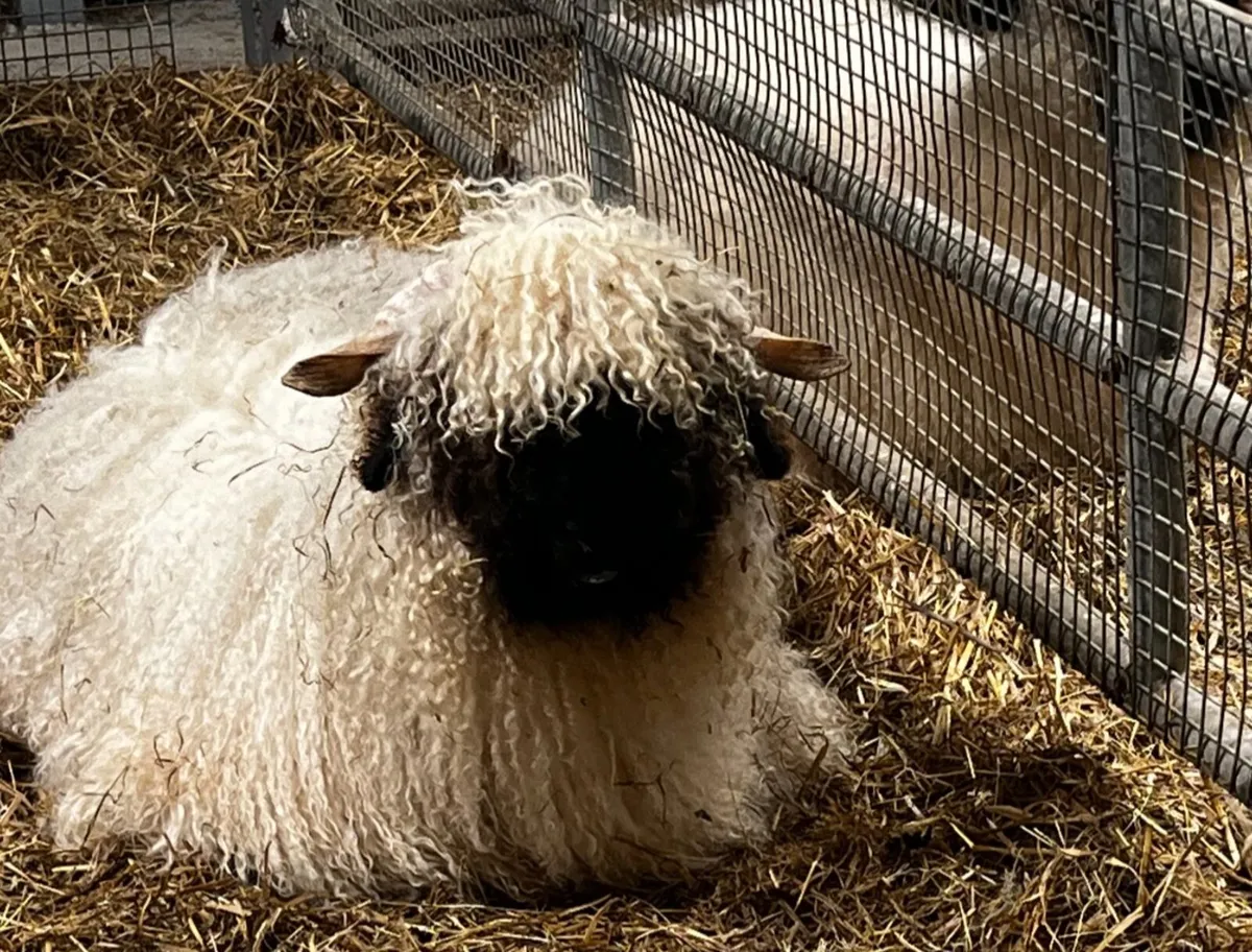 Valais Blacknose Ram - Image 1