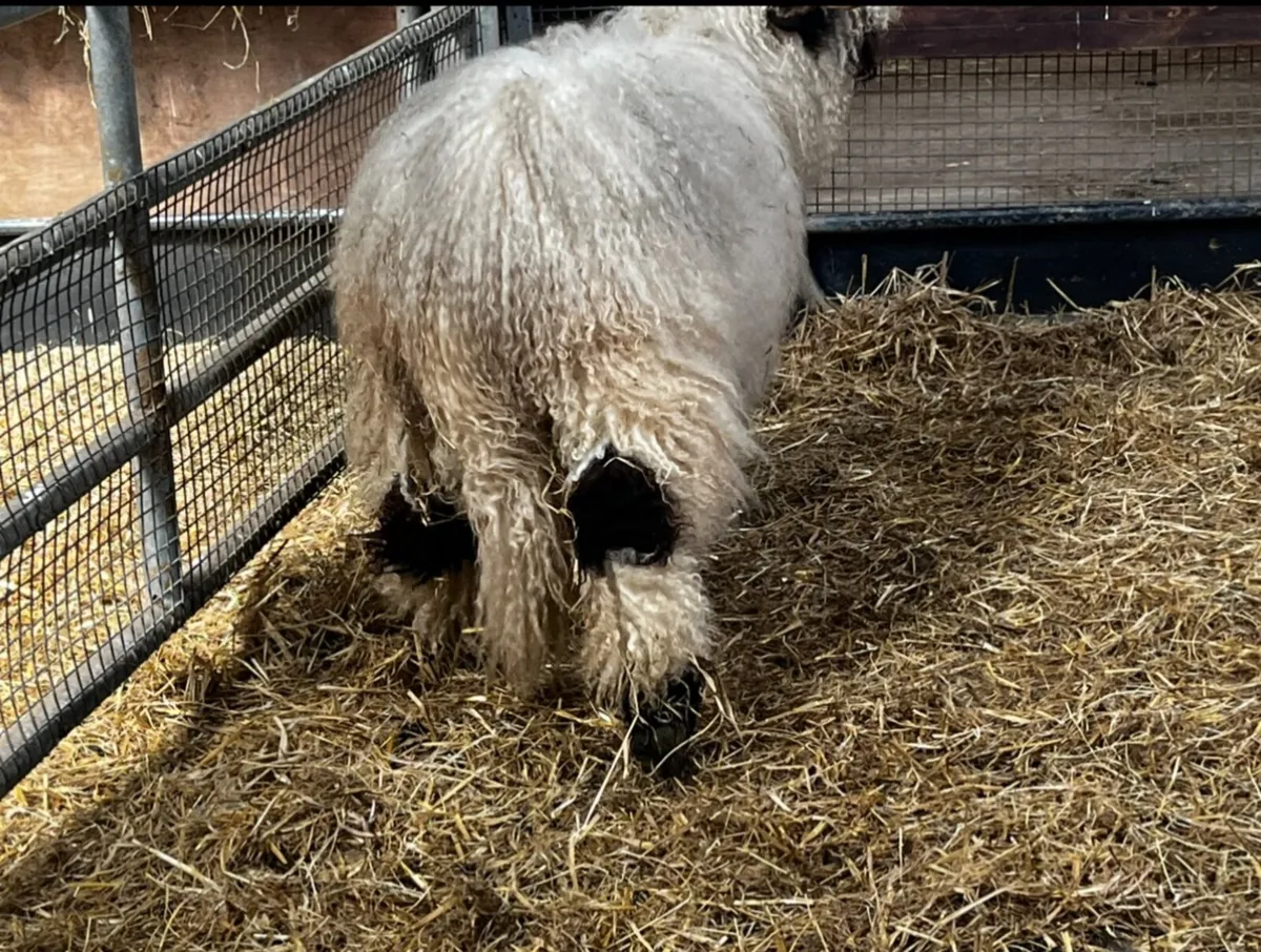 Valais Blacknose Ram - Image 2