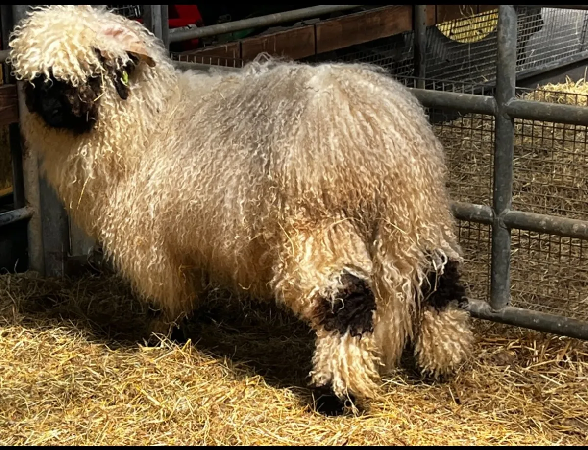 Valais Blacknose Ram - Image 3