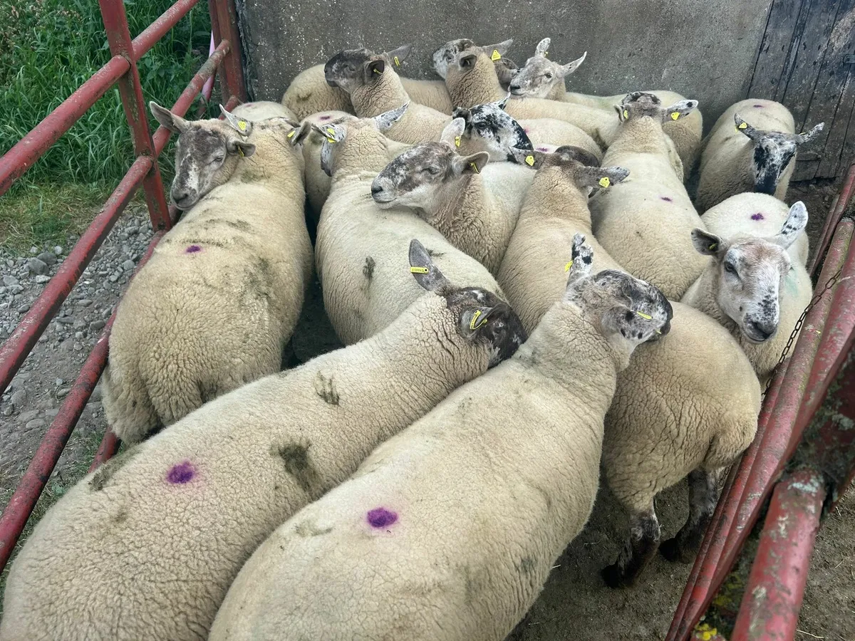 15 strong Suffolk  hoggets  for sale - Image 1