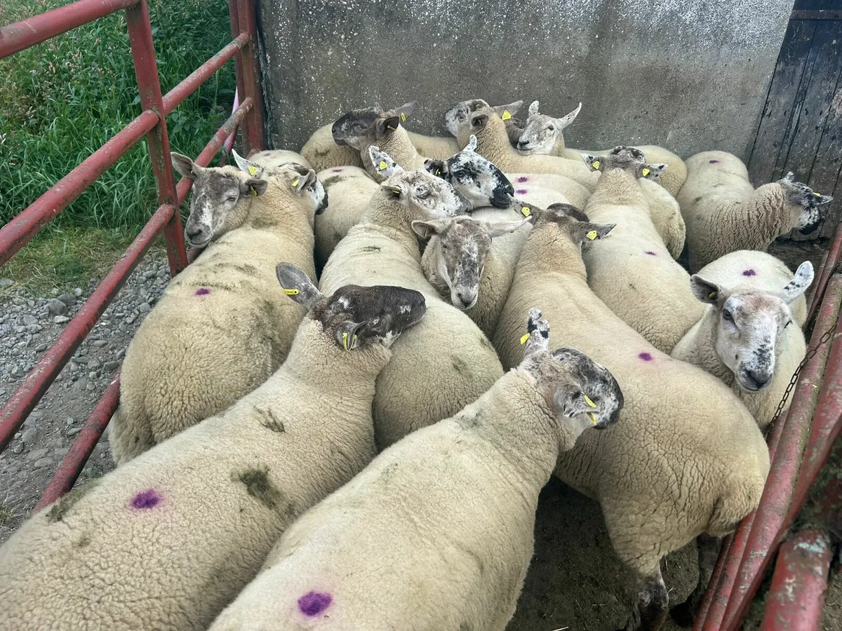 15 strong Suffolk  hoggets  for sale - Image 2