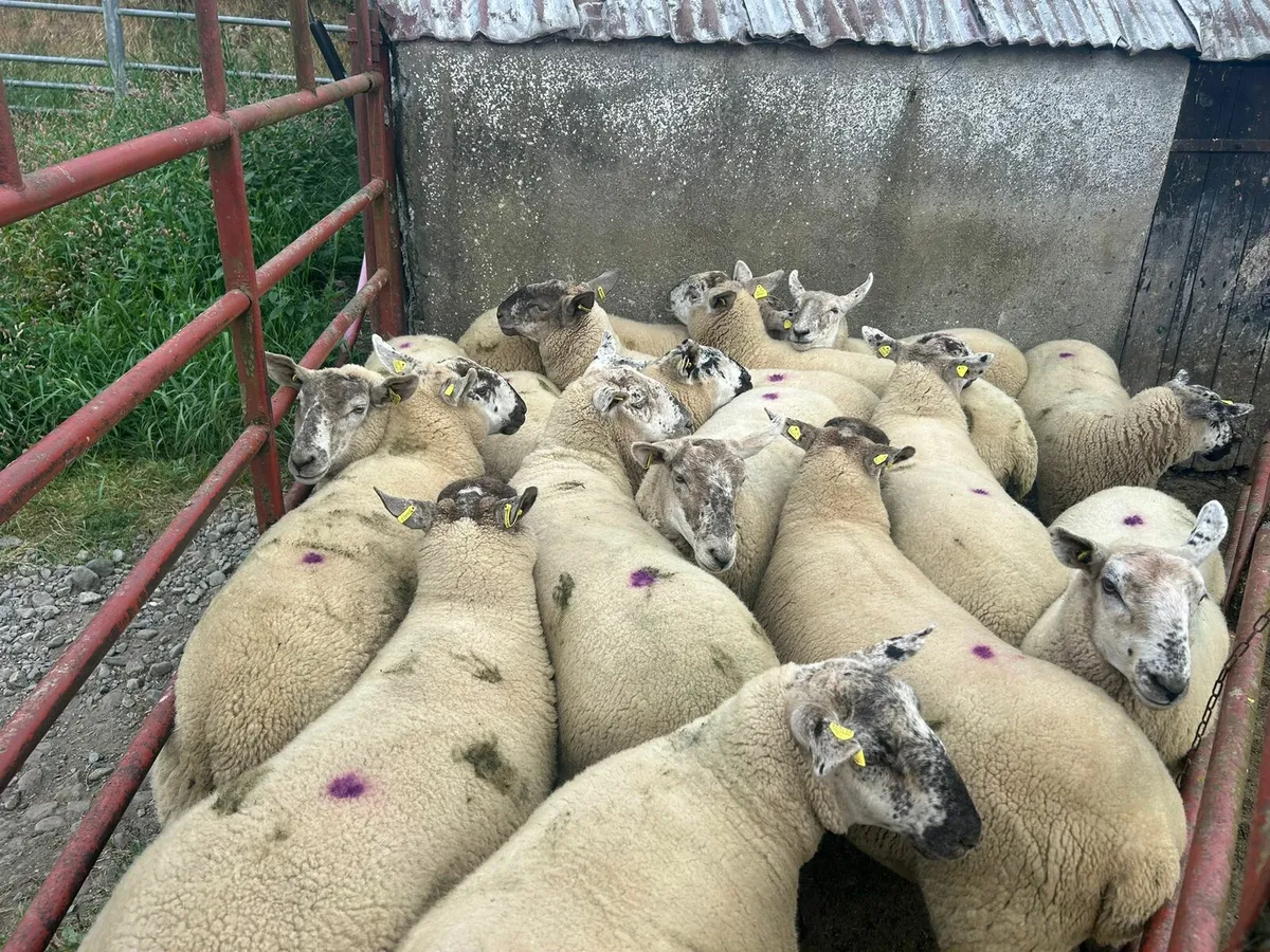 15 strong Suffolk  hoggets  for sale - Image 3