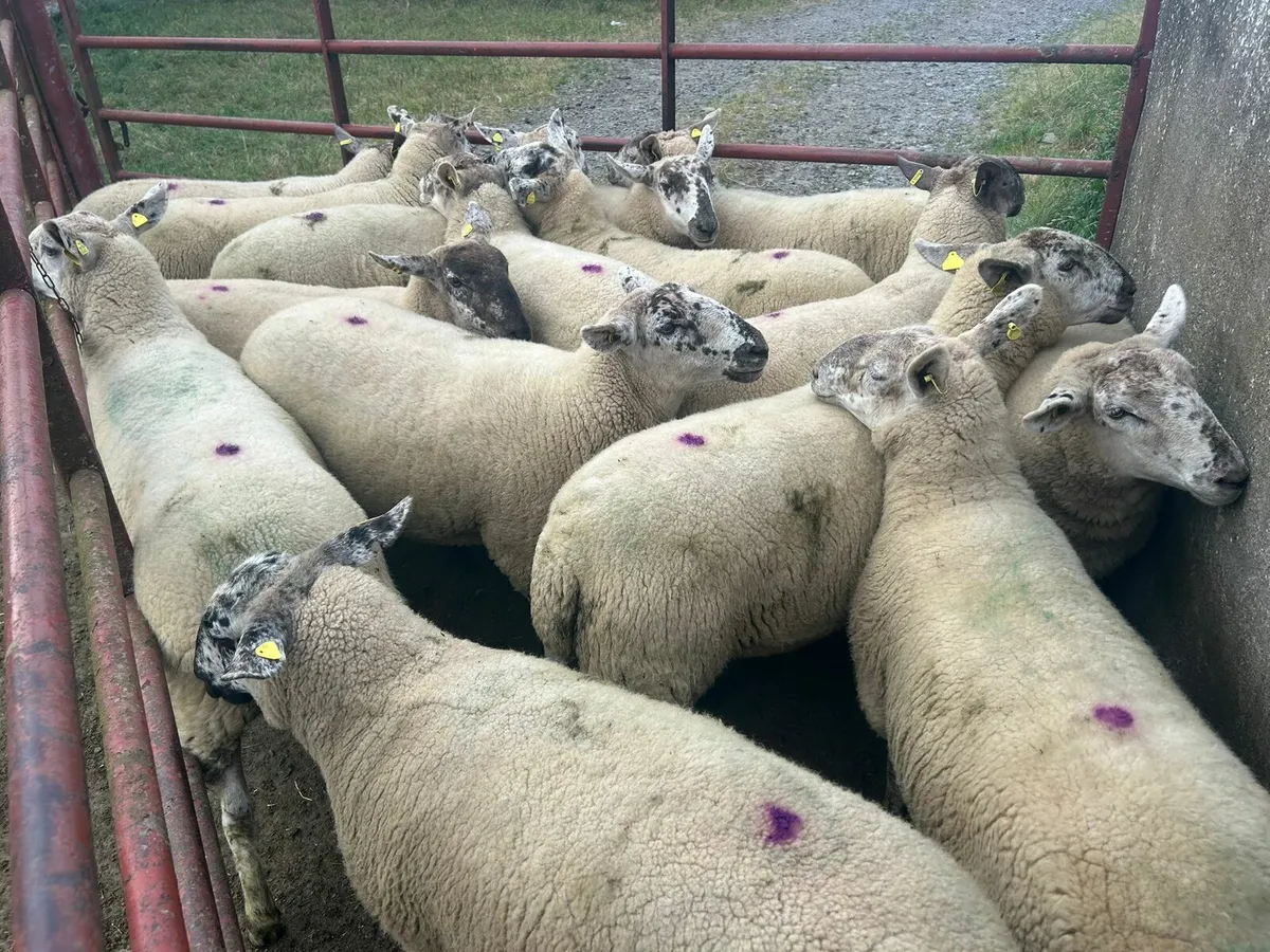 15 strong Suffolk  hoggets  for sale - Image 4