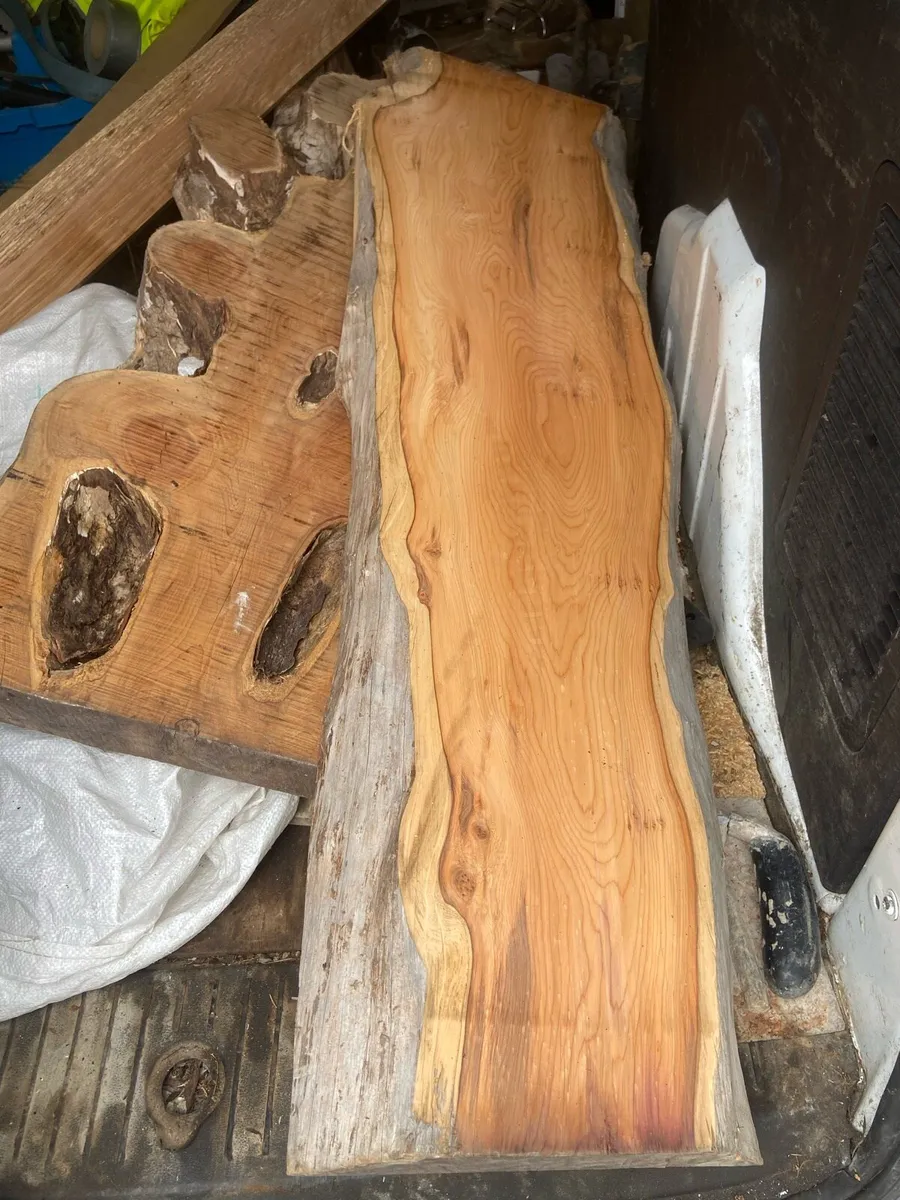 Yew tree - Image 1