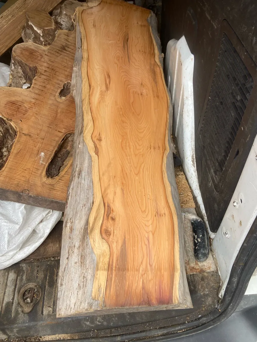 Yew tree - Image 2
