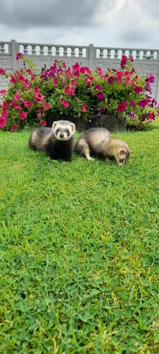 Ferrets - Image 1
