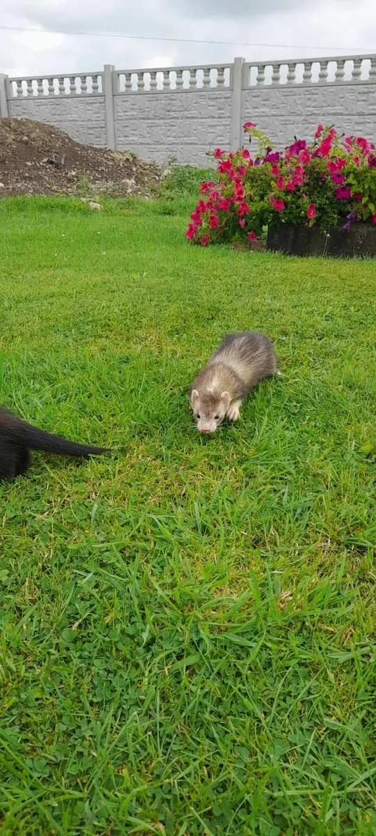 Ferrets - Image 3