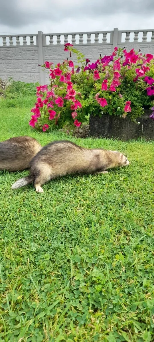 Ferrets - Image 4