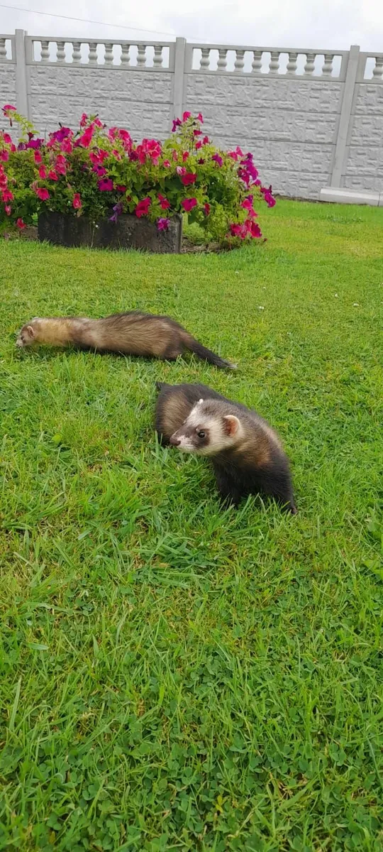 Ferrets - Image 4