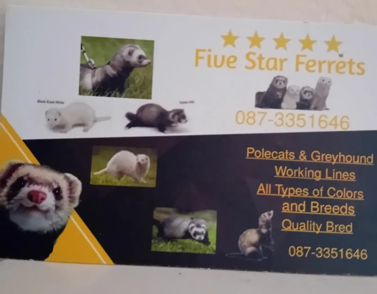 Ferrets - Image 2