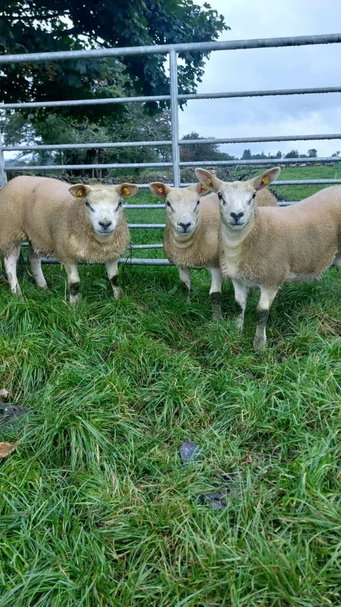 3 super texel ewe lambs - Image 1