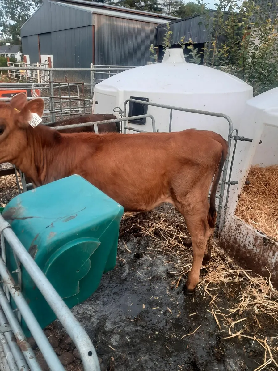Heifer calves - Image 4