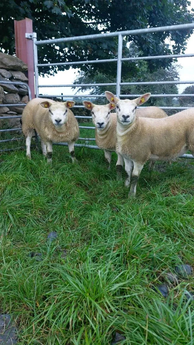 3 super texel ewe lambs - Image 2